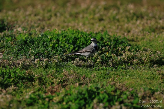 White_Wagtail_In_Tel_Aviv_Israel_Birds_Photography_nature_Photography_Canon_EOS_R5_Mark_II_2025_004.JPG