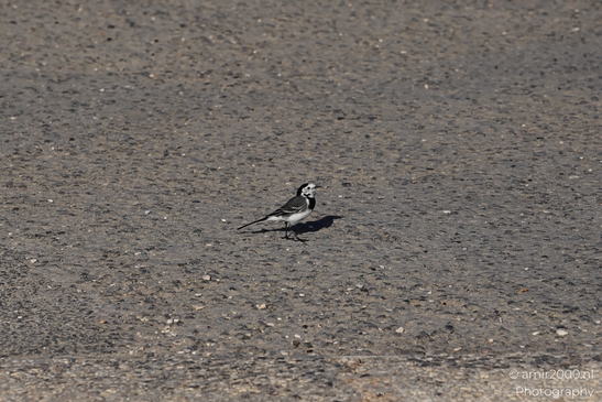 White_Wagtail_In_Tel_Aviv_Israel_Birds_Photography_nature_Photography_Canon_EOS_R5_Mark_II_2025_005.JPG