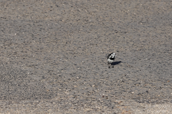 White_Wagtail_In_Tel_Aviv_Israel_Birds_Photography_nature_Photography_Canon_EOS_R5_Mark_II_2025_006.JPG