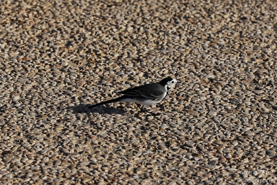 White_Wagtail_In_Tel_Aviv_Israel_Birds_Photography_nature_Photography_Canon_EOS_R5_Mark_II_2025_007.JPG