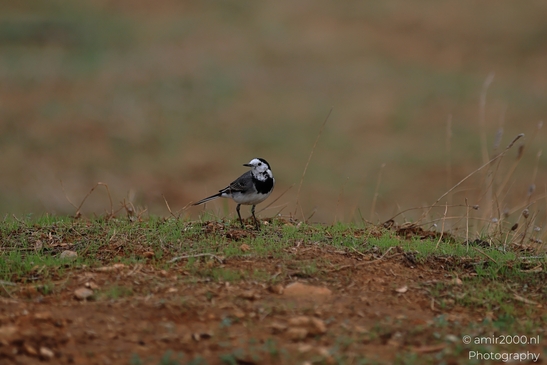 A White Wagtail stands alert in a field of grass and dirt. - image from year 2025 #001