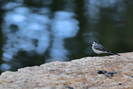 White_Wagtail_at_the_park_Birds_Photography_Nature_Photography_Canon_EOS_R5_Mark_II_2025_001.JPG