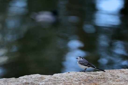 White_Wagtail_at_the_park_Birds_Photography_Nature_Photography_Canon_EOS_R5_Mark_II_2025_002.JPG
