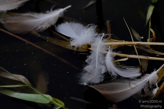 White_down_feathers_adrift_among_reeds_on_dark_water_Macro_Photography_Nature_Photography_Canon_EOS_R5_Mark_II_2025_001.JPG