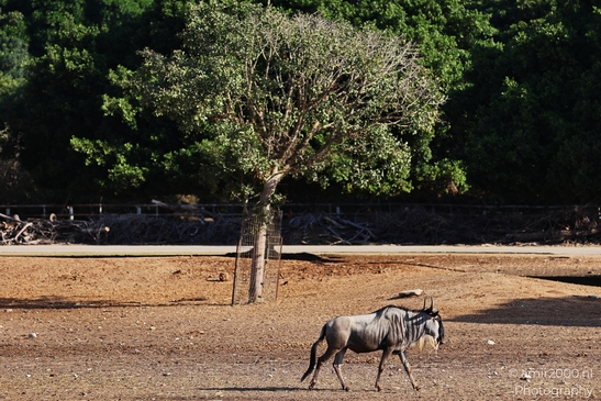 Wildebeest_In_Dry_Enclosure_Safari_Ramat_Gan_Israel_Animal_Photography_nature_Photography_Canon_EOS_R5_Mark_II_2025_001.JPG