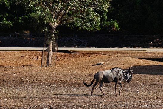 Wildebeest_In_Dry_Enclosure_Safari_Ramat_Gan_Israel_Animal_Photography_nature_Photography_Canon_EOS_R5_Mark_II_2025_002.JPG