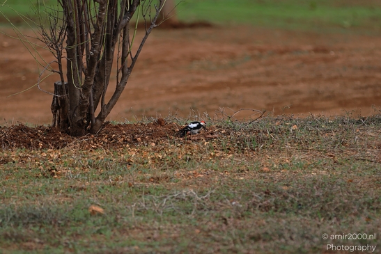 A bird with a black and white plumage is perched on a tree stump in an open field. - image from year 2025 #001