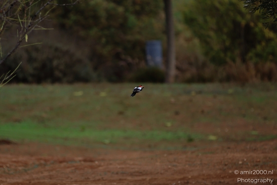 A woodpecker in flight over a field with green patches of grass and brown earthy terrain. - image from year 2025 #002