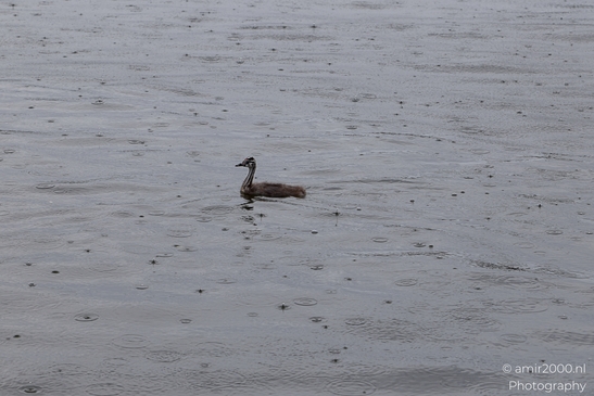 Young_Great_Crested_Grebe_Birds_Photography_Nature_Photography_Canon_EOS_R5_Mark_II_2025_001.JPG