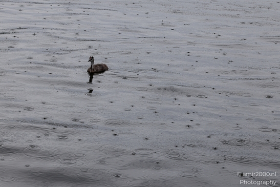 Young_Great_Crested_Grebe_Birds_Photography_Nature_Photography_Canon_EOS_R5_Mark_II_2025_002.JPG