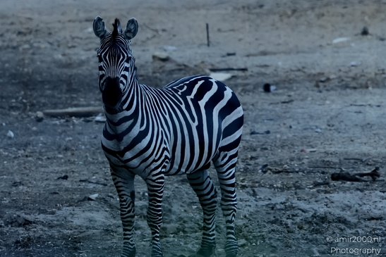 Zebra_at_the_Safari_Ramat_Gan_Israel_Animal_Photography_Nature_Photography_Canon_EOS_R5_Mark_II_2025_001.JPG