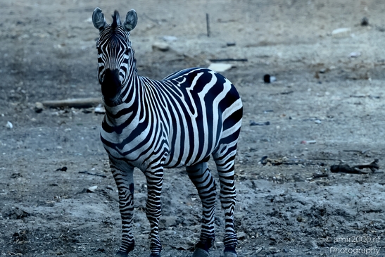 Zebra_at_the_Safari_Ramat_Gan_Israel_Animal_Photography_Nature_Photography_Canon_EOS_R5_Mark_II_2025_002.JPG