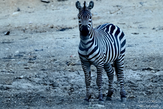 Zebra_at_the_Safari_Ramat_Gan_Israel_Animal_Photography_Nature_Photography_Canon_EOS_R5_Mark_II_2025_003.JPG