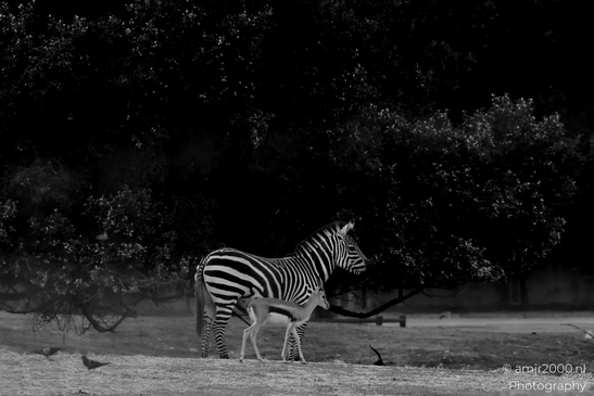 Zebra_at_the_Safari_Ramat_Gan_Israel_Animal_Photography_Nature_Photography_Canon_EOS_R5_Mark_II_2025_006.JPG