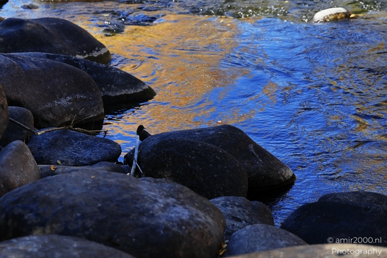 An American Dipper or Water Ouzel perched beside rocky shoreline with golden reflections of sunlight image from year 2025 #2