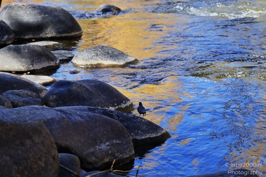 An American Dipper or Water Ouzel resting beside flowing river with blue and golden reflections. image from year 2025 #3