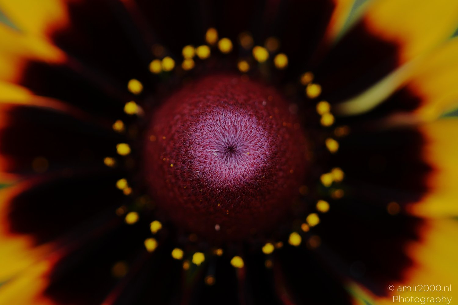 Macro Photography – Artful Close-Up Nature | Amir Darzi
