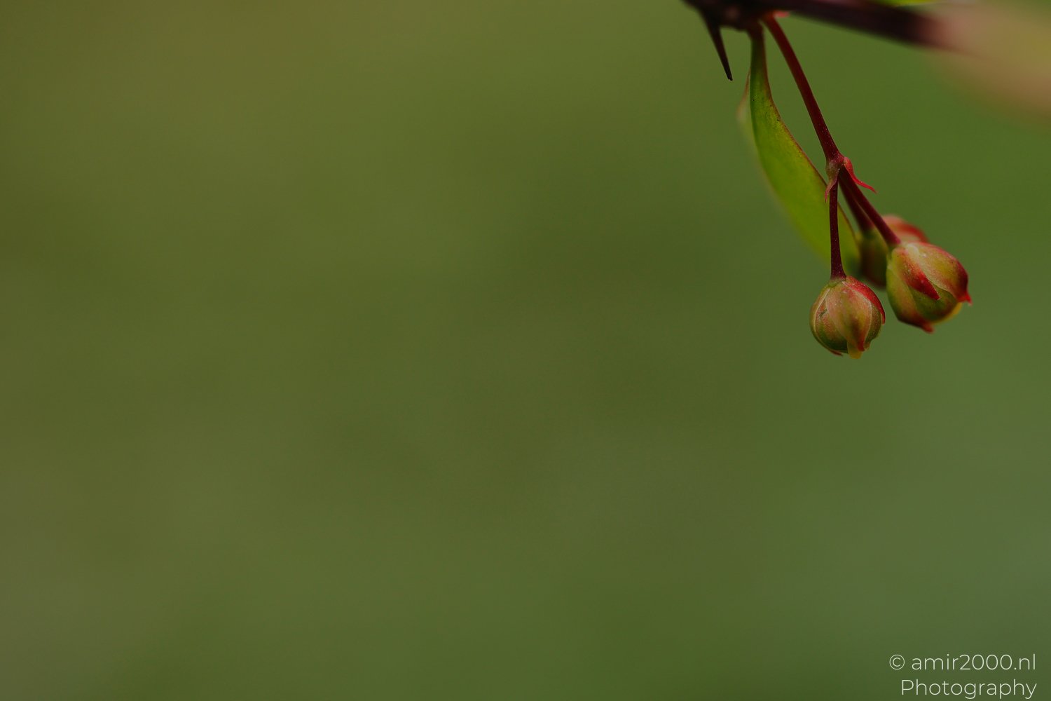 A blurred green background appears behind a close up of two small, greenish brown buds hanging from a thin stem with a leaf and part of another bud visible above them.