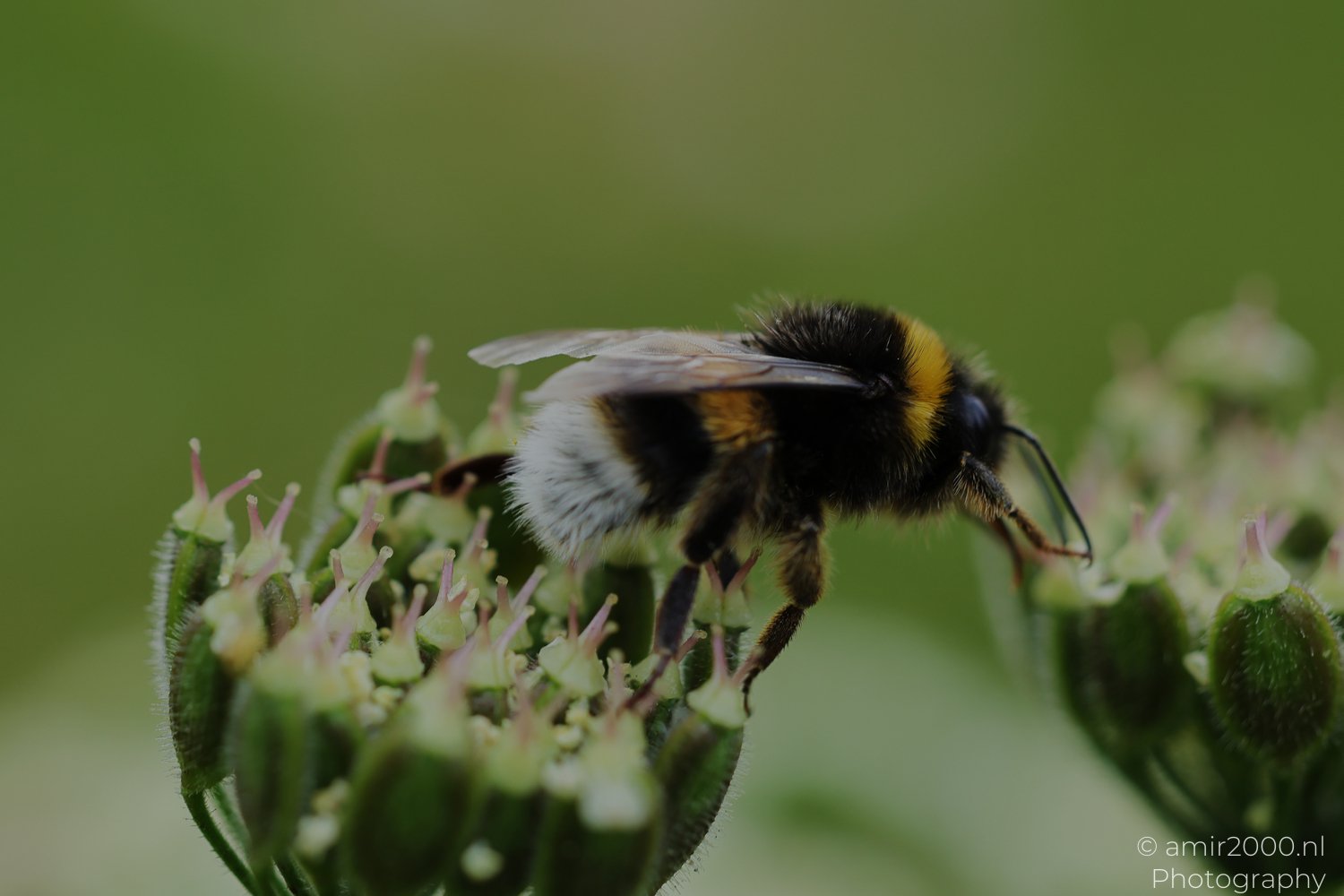 Its body covered in black and yellow stripes, and its wings spread slightly appears alongside a bumblebee is perched on a cluster of flowers.