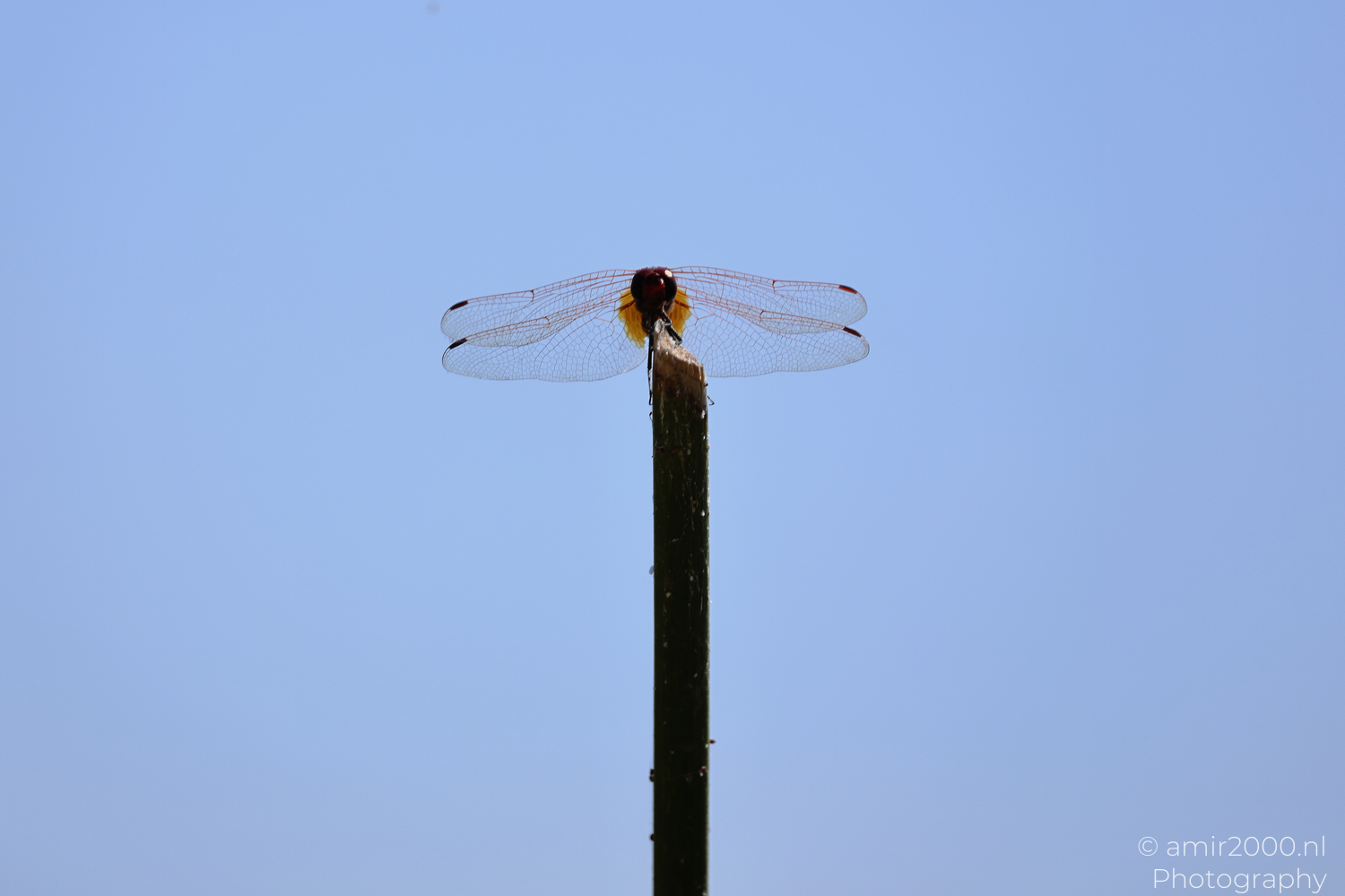 Red dragonfly balancing on a vertical stem against open blue sky