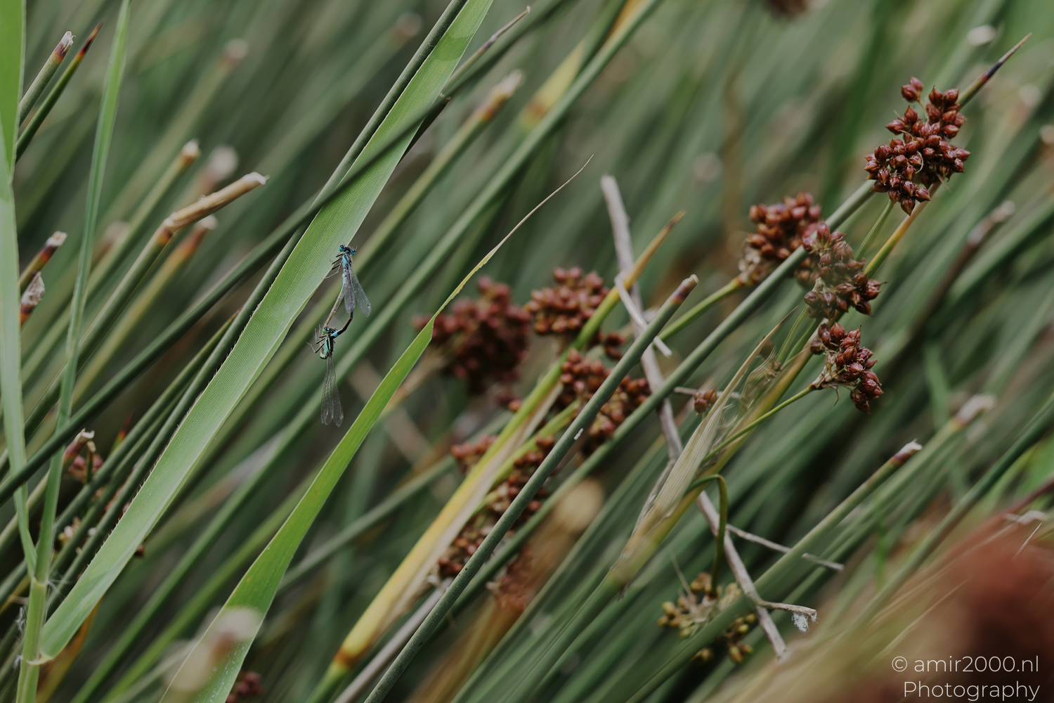 Two damselflies clinging together among dense reeds and seed heads