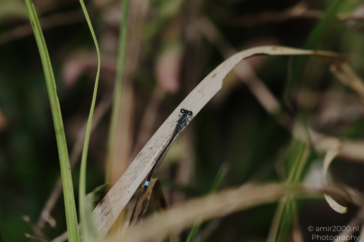Blue damselfly resting on a dry leaf among green grasses