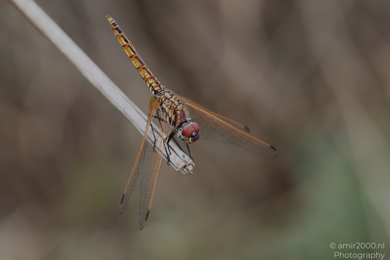 Dragonflies Holding to Thin Reeds