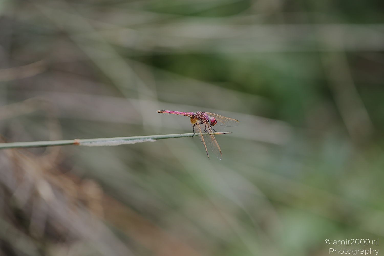 Pink dragonfly resting on a horizontal reed among grasses