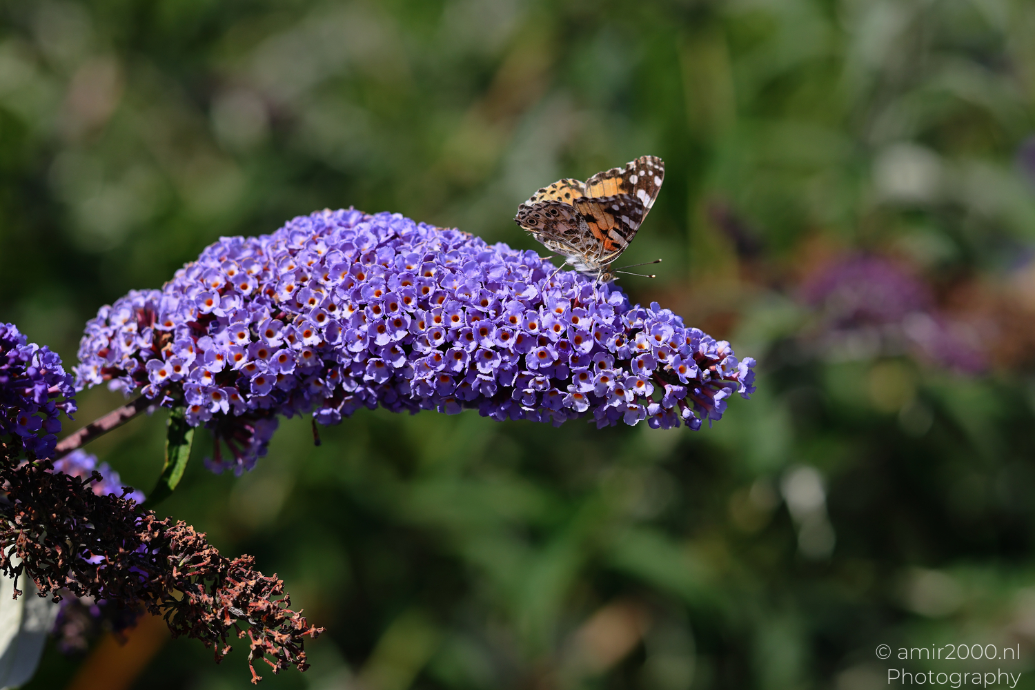 Painted lady butterfly feeding on purple buddleia flowers