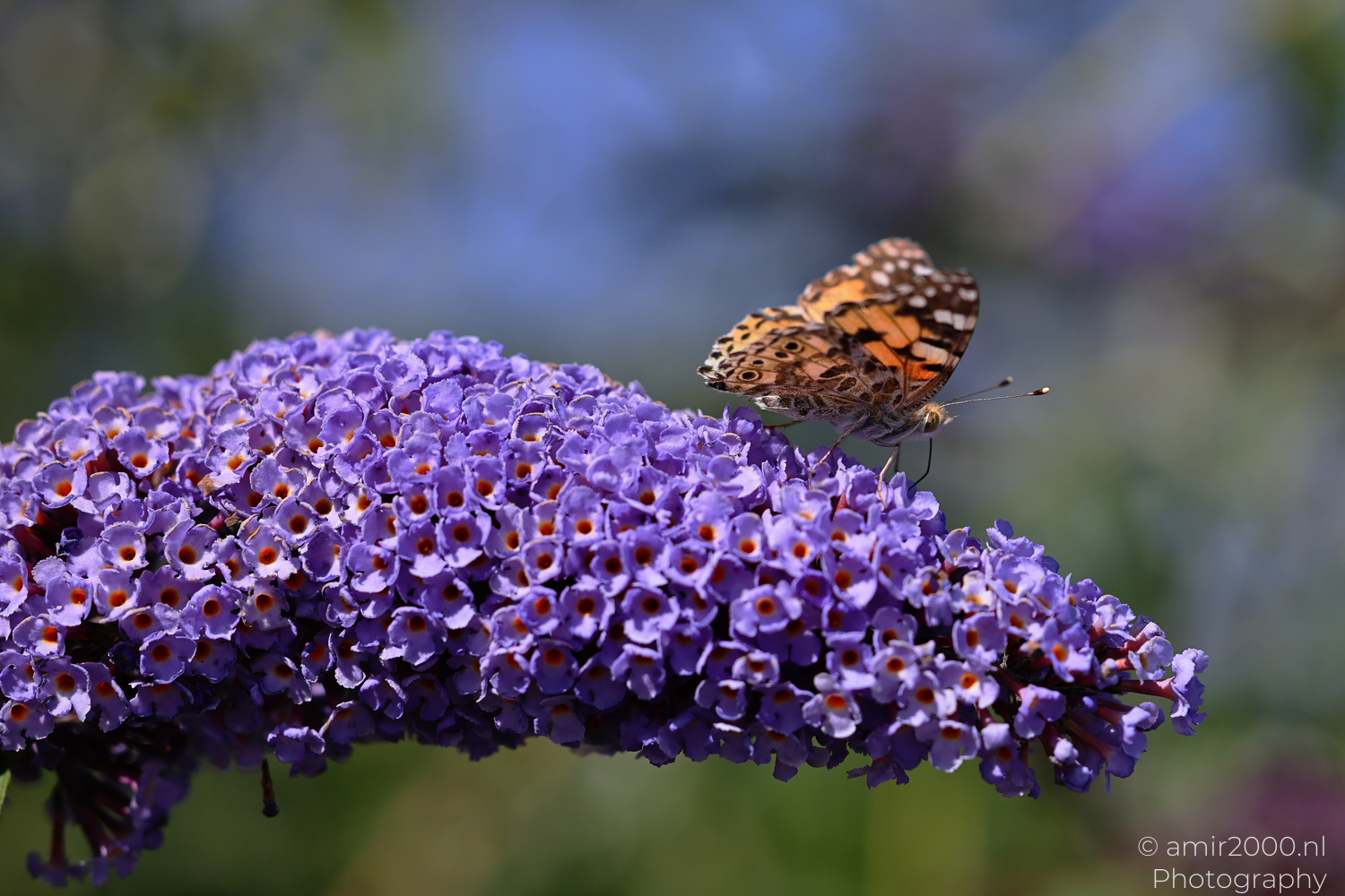 Painted lady butterfly beside purple buddleia flower clusters