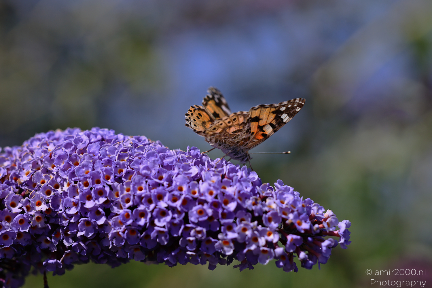Painted lady butterfly with open wings on purple buddleia