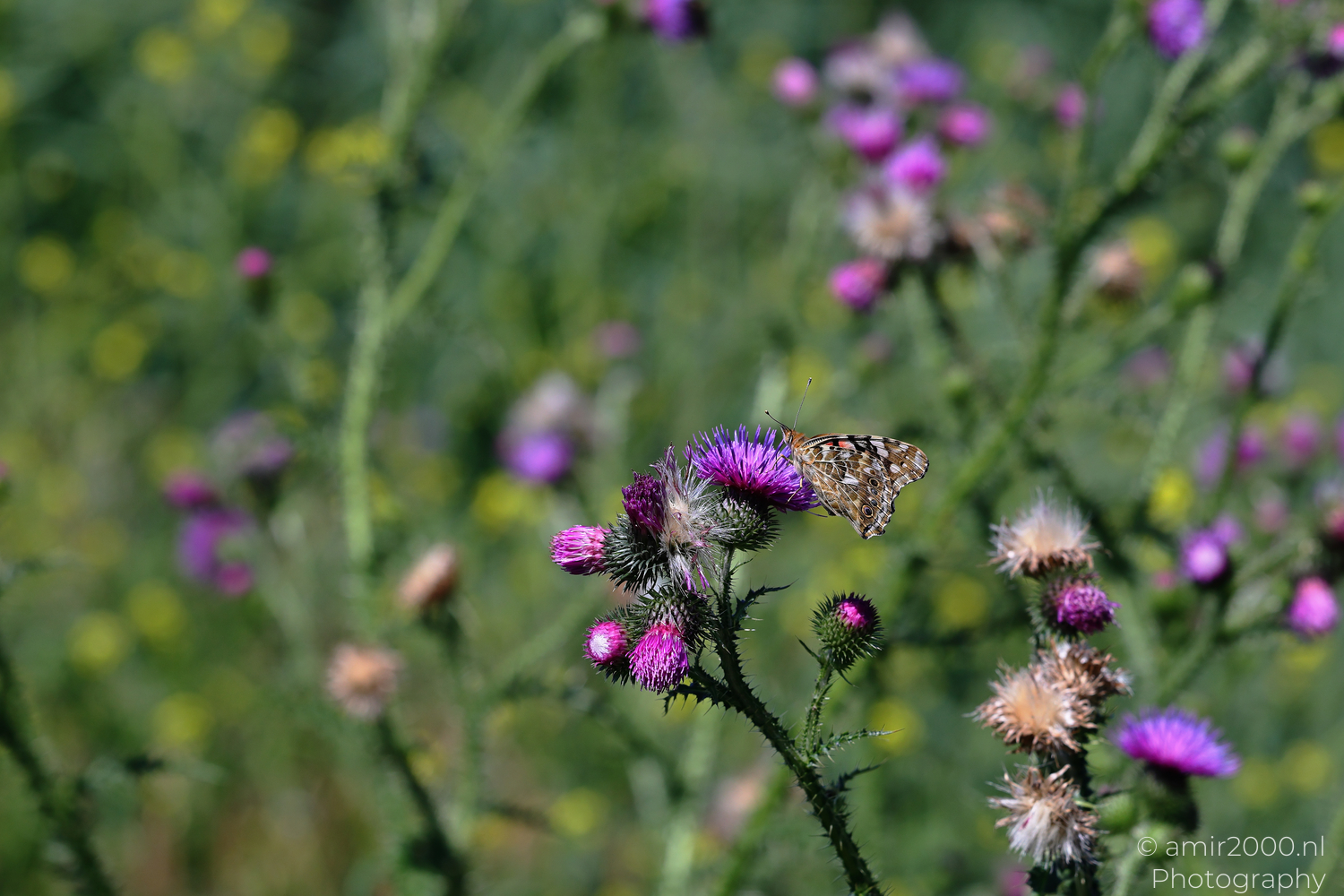 Painted lady butterfly on a purple thistle in summer vegetation