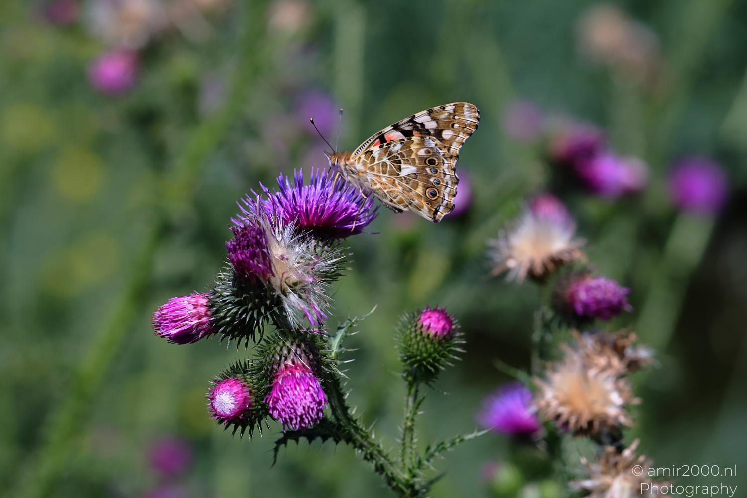 Painted lady butterfly resting on purple thistle flowers