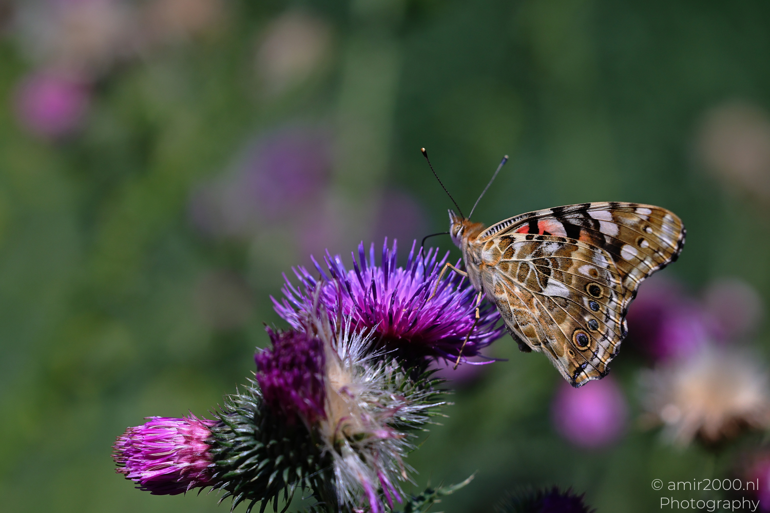 A Painted Lady Between Buddleia and Thistle