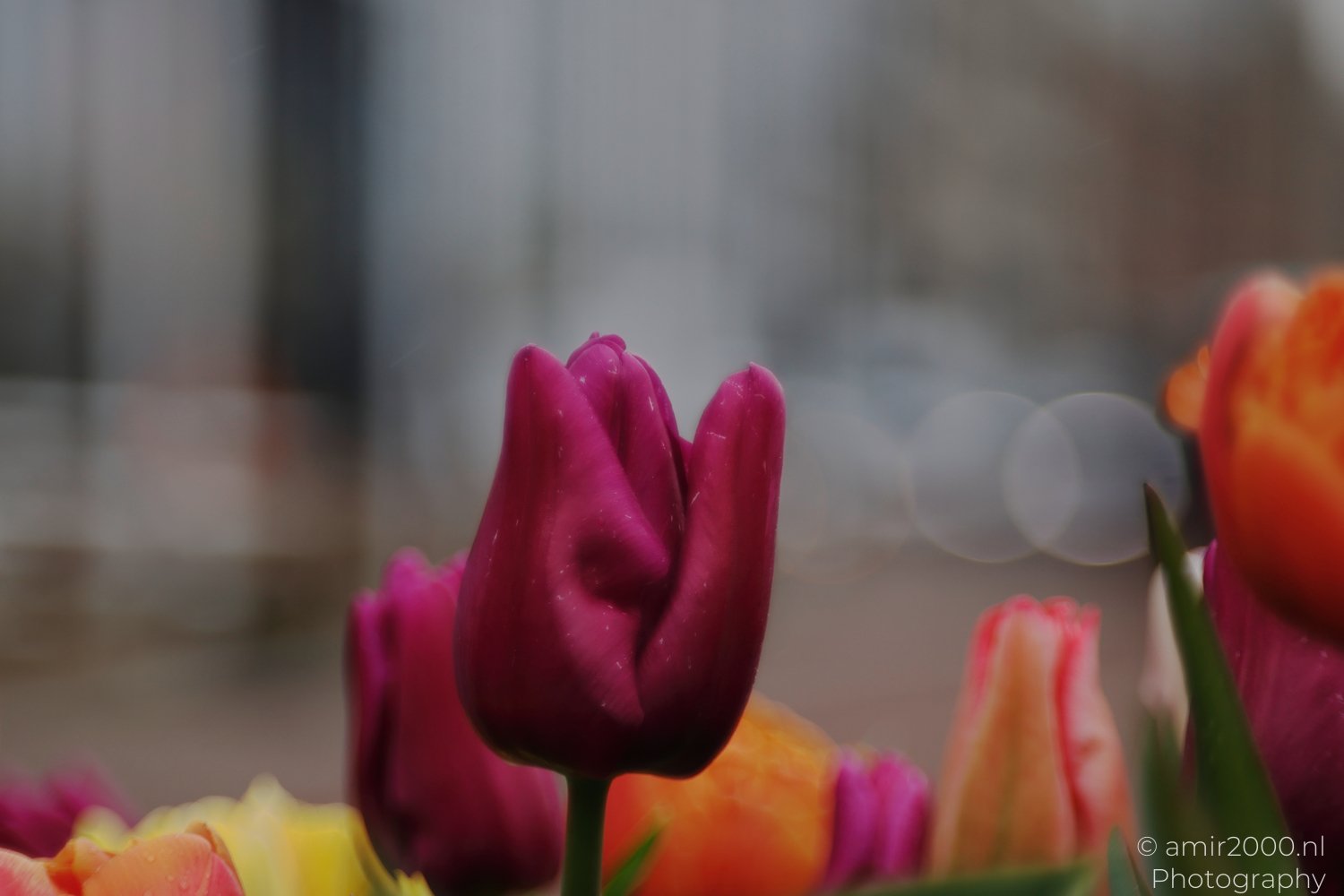 A vibrant purple tulip bud in focus.