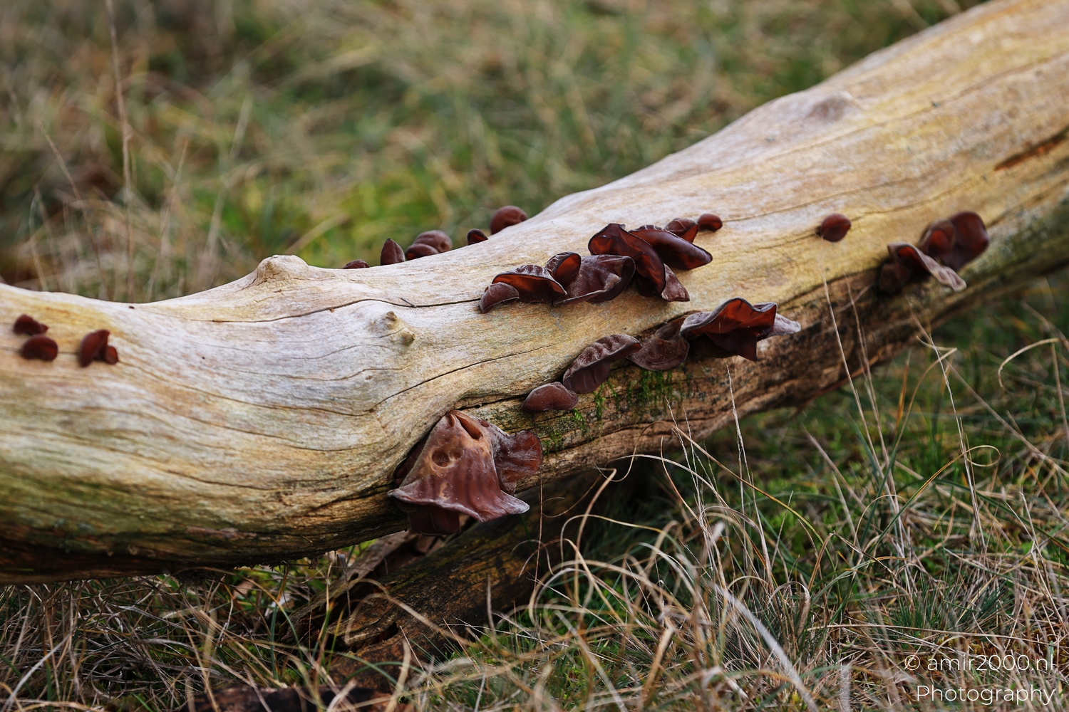 Dark red fungi growing across pale fallen wood among dry grass