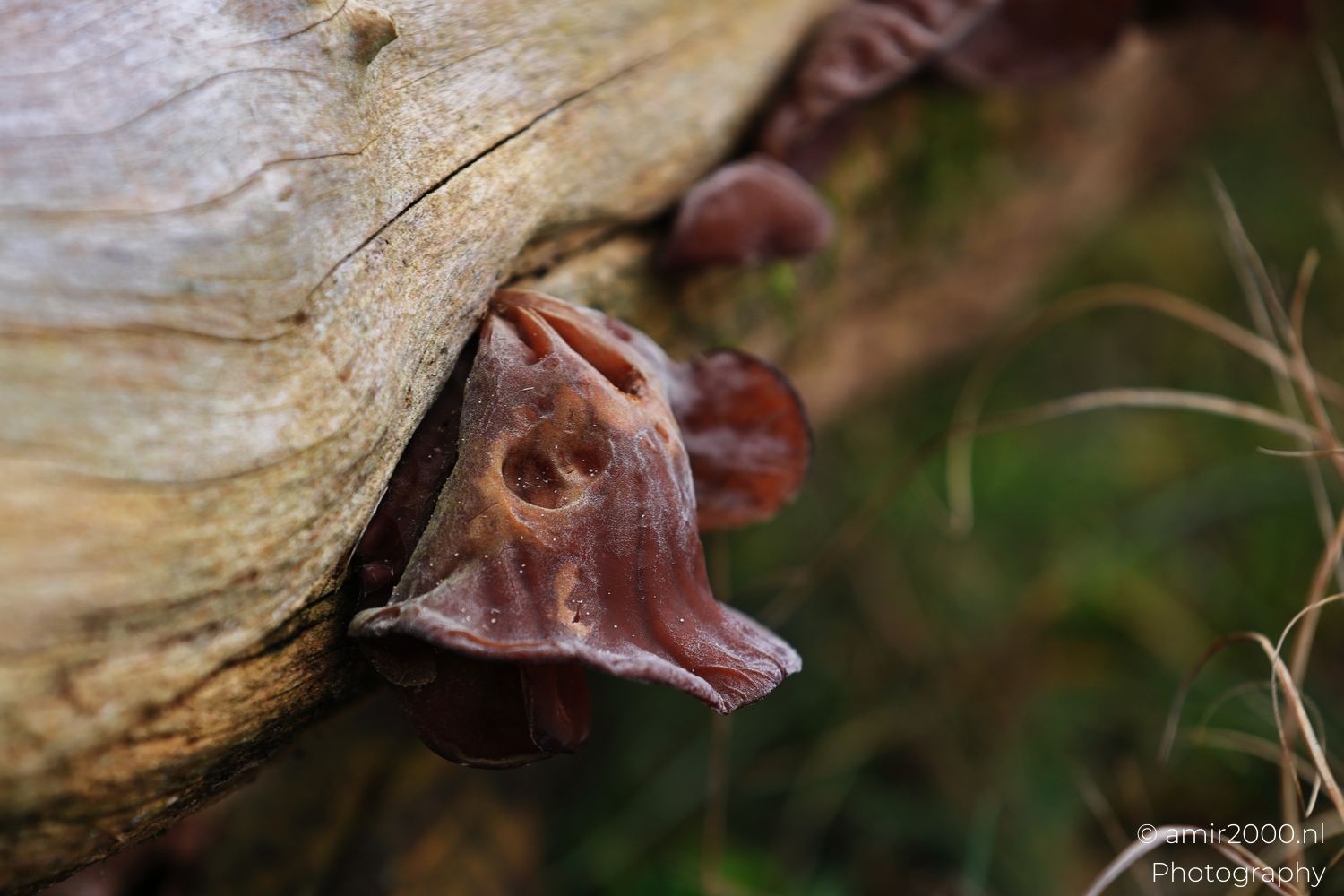 Close red fungus with pitted surface growing from split pale wood