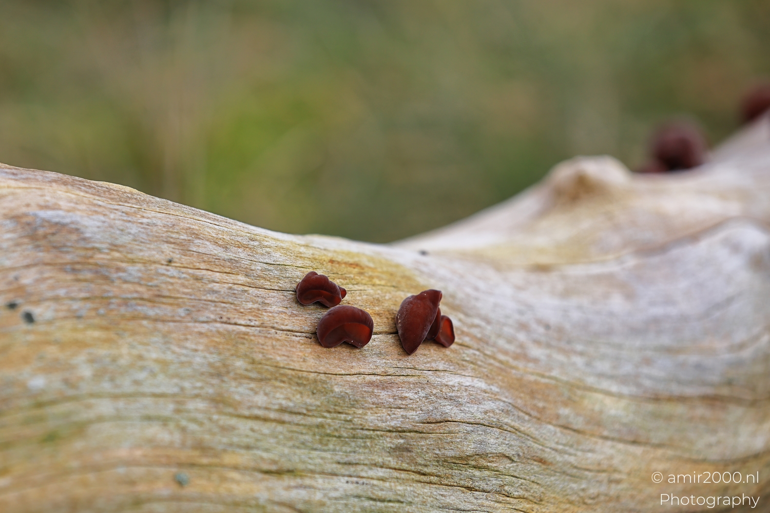 Small dark red fungi on smooth pale wood with soft green background