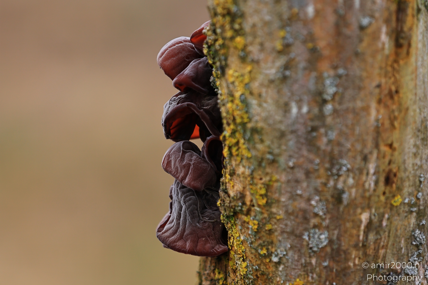 Macro Photography – Artful Close-Up Nature | Amir Darzi