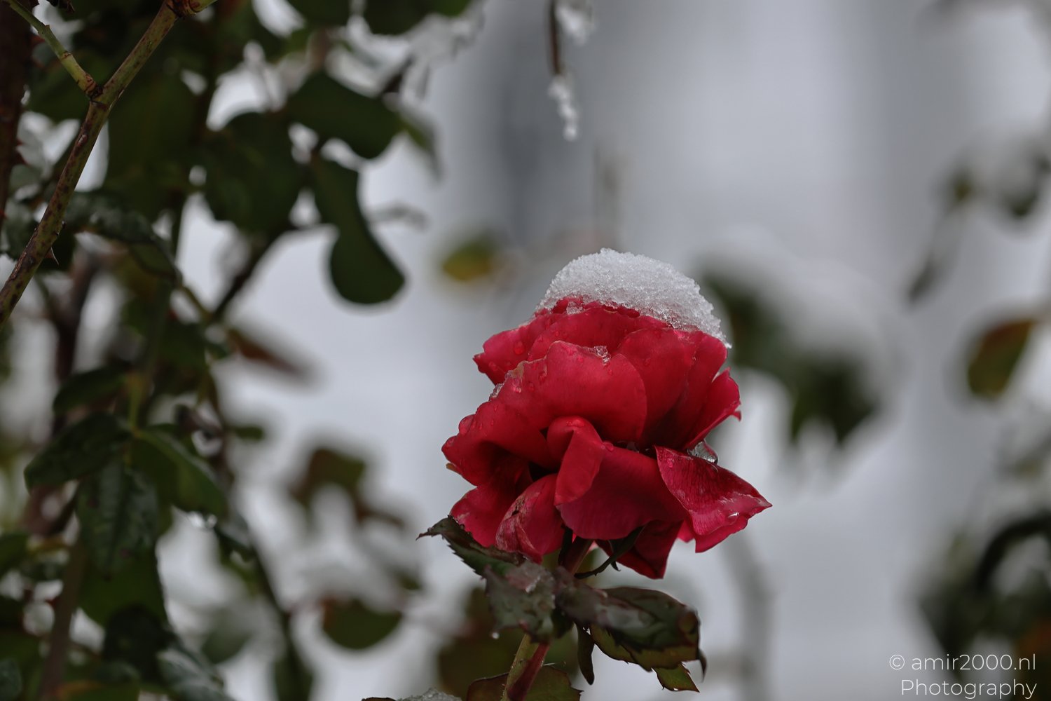 Red flower adorned with white frost amidst leafy surroundings and snowfall.