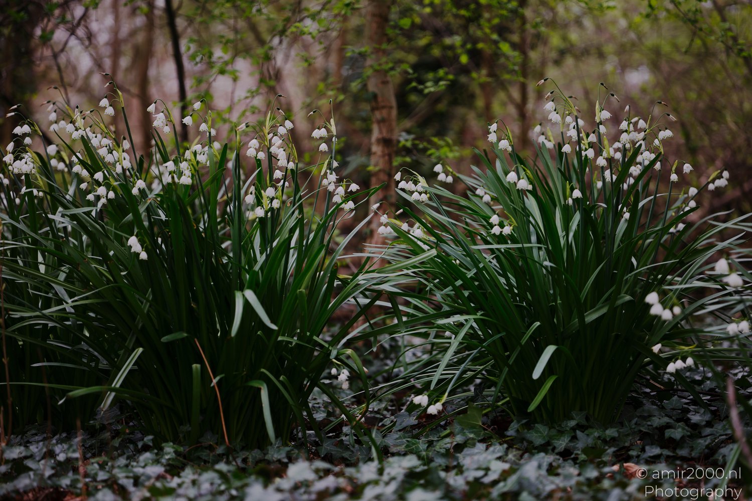 White flowers with green leaves on a snowy forest floor.