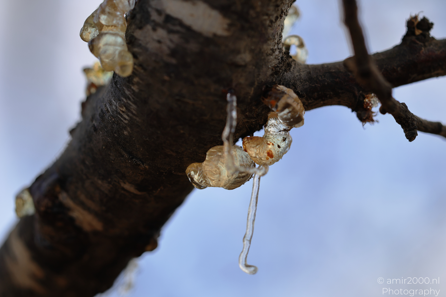 Hardened tree resin forming threads and bulbs on a branch at Ariel Sharon Park in Tel Aviv-Jaffa