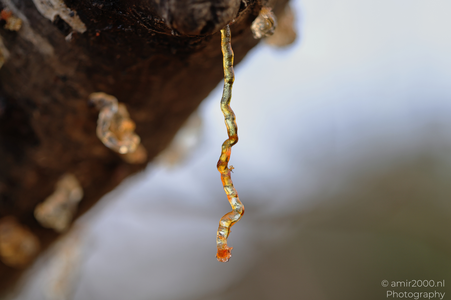 Amber tree resin hanging in a thin strand at Ariel Sharon Park in Tel Aviv-Jaffa