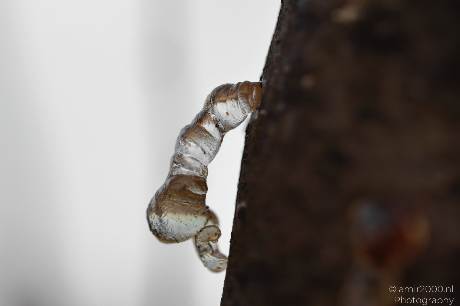 Clear tree resin curling around bark at Ariel Sharon Park in Tel Aviv-Jaffa