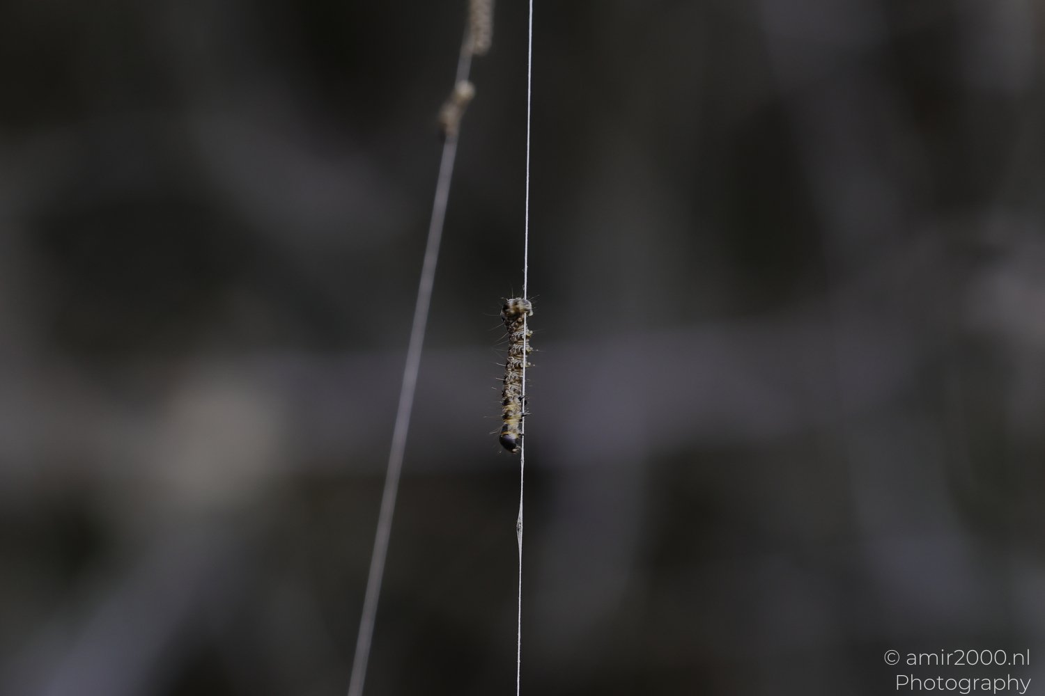 Webworm Caterpillars shown in Insect macro with clear subject detail and the main subject and surrounding scene context, series view 5.
