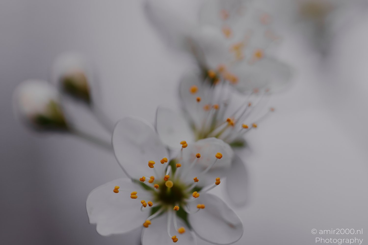 A soft, blurred background of similar color tones appears behind delicate white blossoms with yellow stamens.