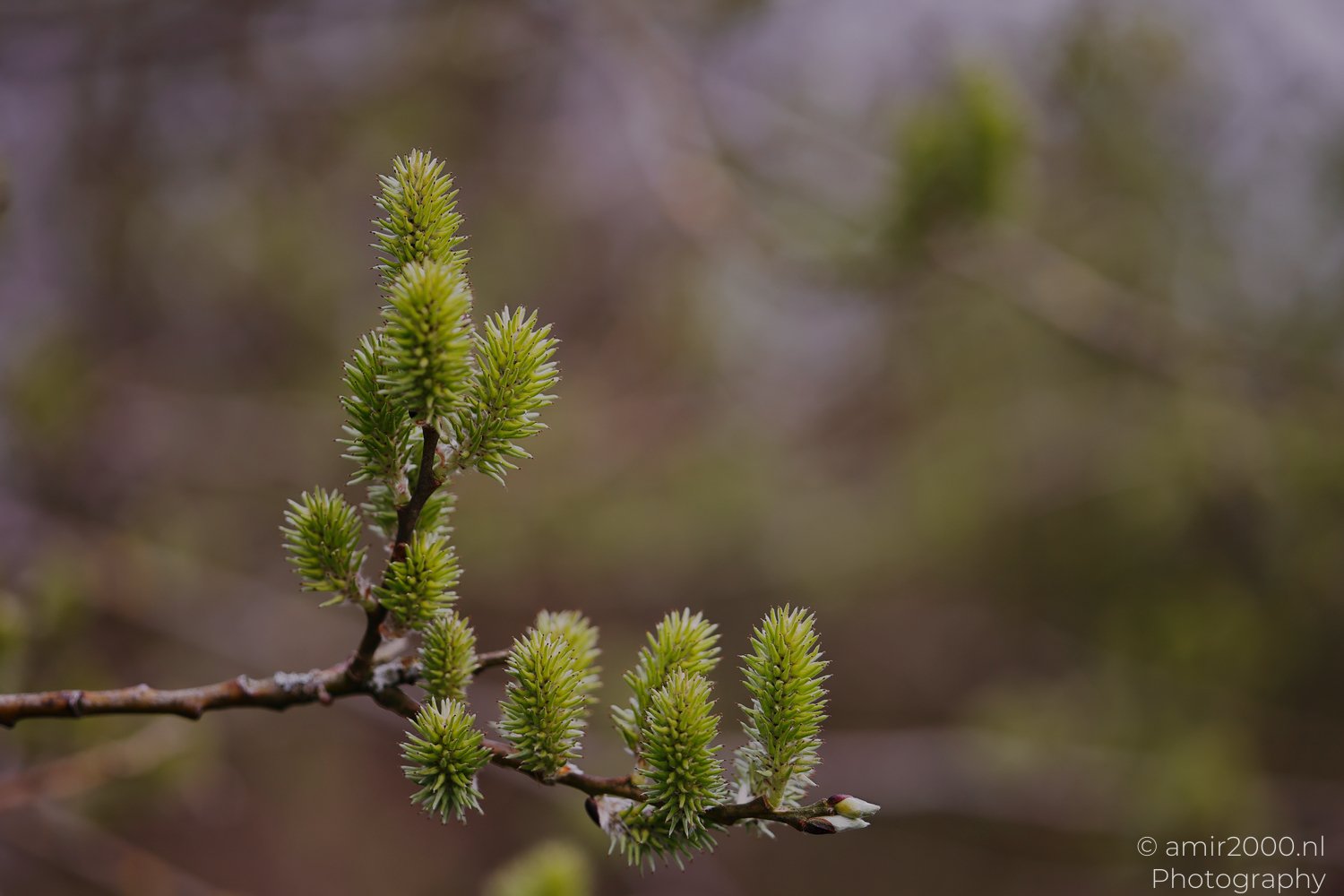 A softly blurred background of trees and foliage appear behind a close up of a branch adorned with small, green, fuzzy buds, set.