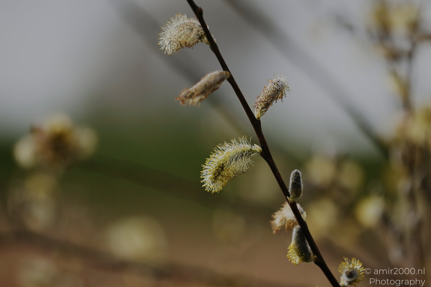 A blurred background appears behind a close up of a branch with fluffy, catkin like structures hanging from it.