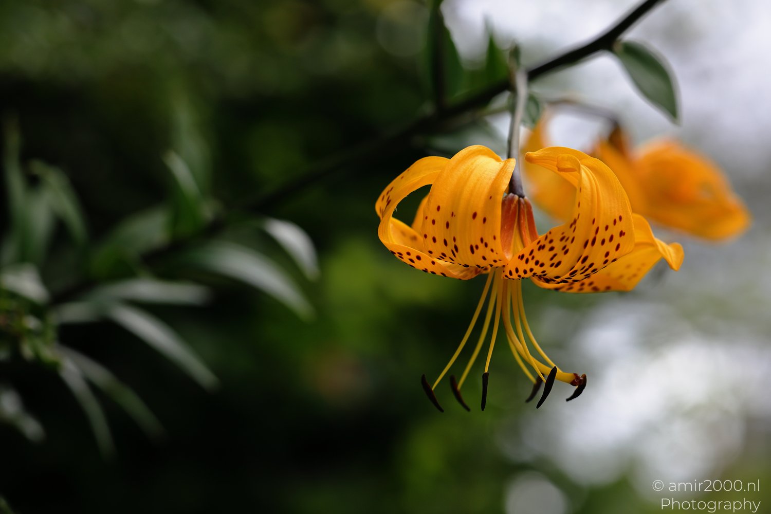 Spotted yellow lily standing against soft green foliage with curled petals