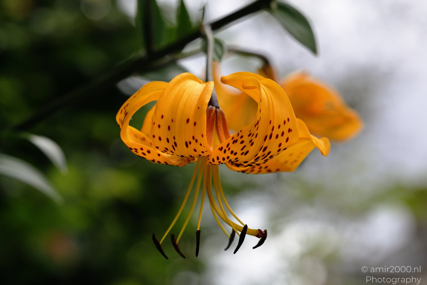 Spotted yellow lily hanging among green leaves with long dark-tipped stamens